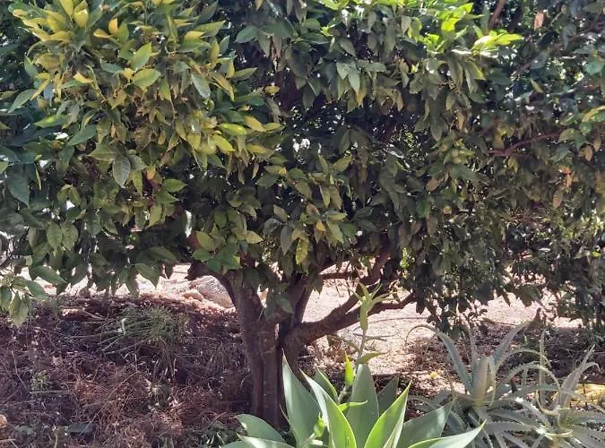 Nyaraló Casa El Peral Puntagorda